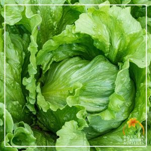 Lettuce ‘Muskiteer’ Iceberg