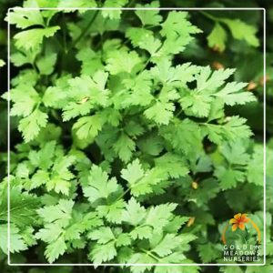 Parsley – Flat Leaf