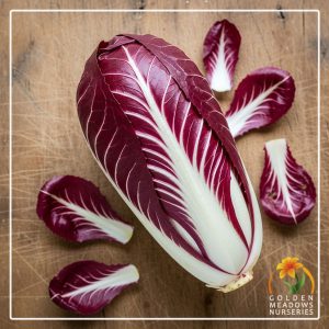 Radicchio ‘Rossa Treviso Red’