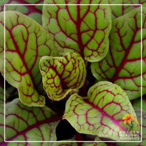 Sorrel – Bloddy Dock
