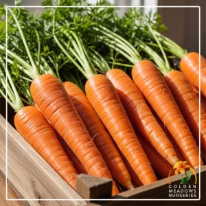 Carrots ‘Nantes’