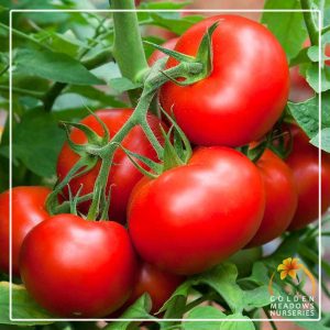 Tomato ‘Rodade’
