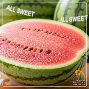 Watermelon ‘All Sweet’